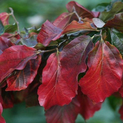 Parrotia Persica