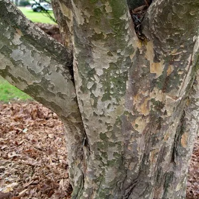 Parrotia Persica