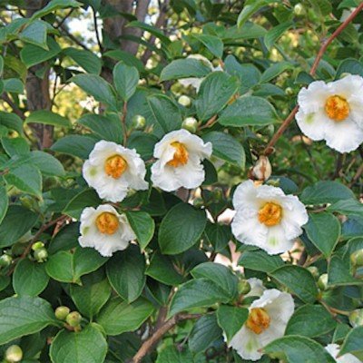 Stewartia Pseudocamelia