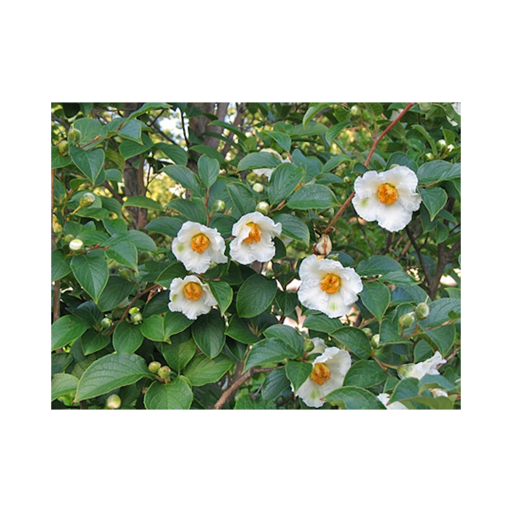 Stewartia Pseudocamelia