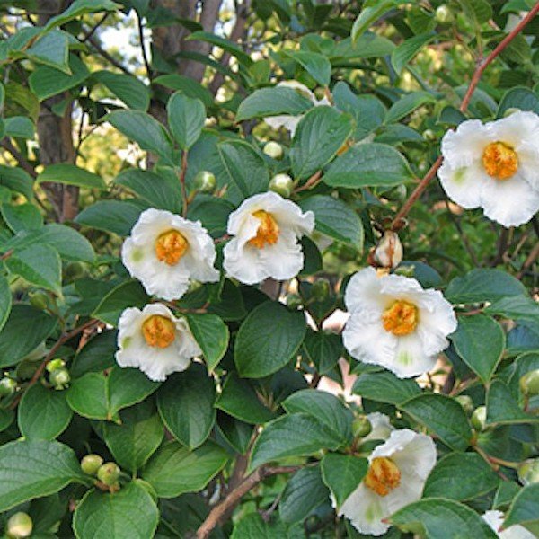 Stewartia Pseudocamelia