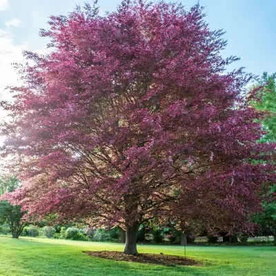 Fagus Sylvatica Tricolor