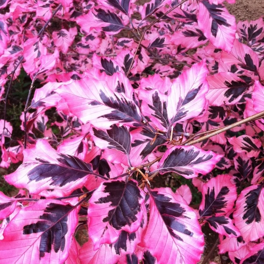 Fagus Sylvatica Tricolor