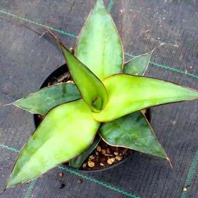 Agave chazaroi cm. 16/19