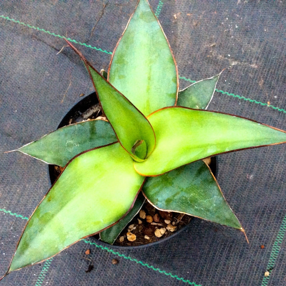 Agave chazaroi cm. 16/19