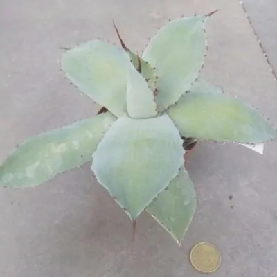 Agave potatorum