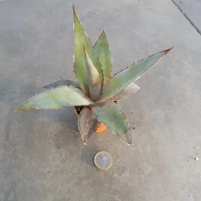 Agave