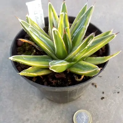 Agave victoria reginae gold princess