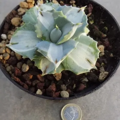 Agave  isthmensis 'Ohi Raijin Shiro Nakafu' variegated