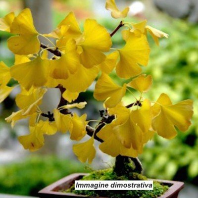 Ginkgo Biloba (maschio)