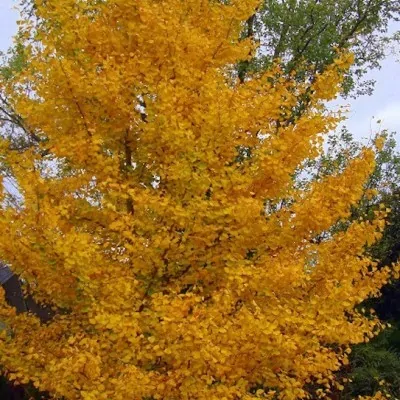 Ginkgo Biloba (maschio)