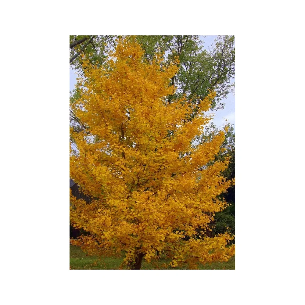 Ginkgo Biloba (maschio)