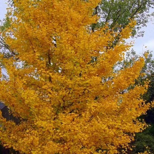 Ginkgo Biloba (maschio)