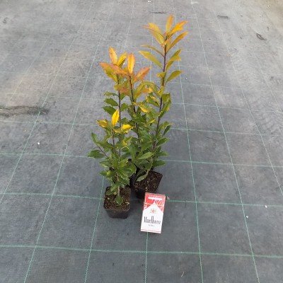 Ilex attenuata Sunny Foster