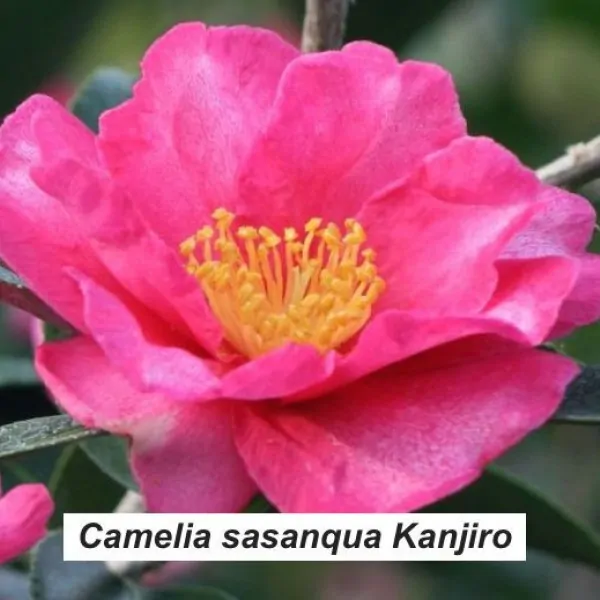 Camellia sasanqua kanjiro