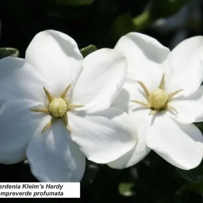 Gardenia Kleim's Hardy