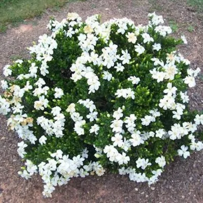 Gardenia Kleim's Hardy