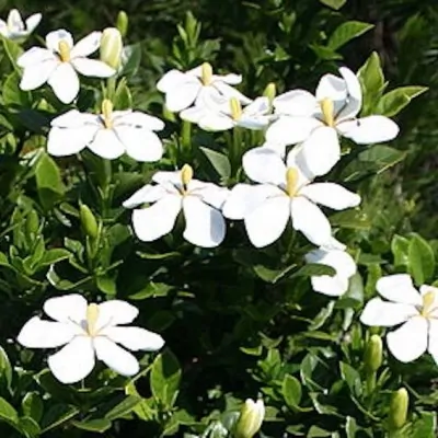 Gardenia Kleim's Hardy