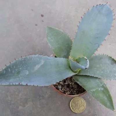 Agave potatorum