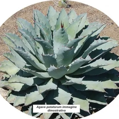 Agave potatorum