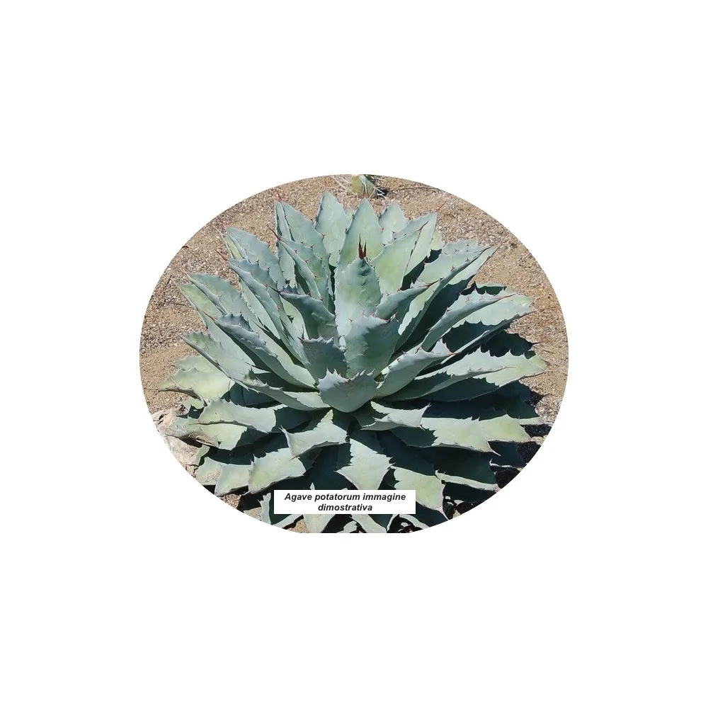 Agave potatorum