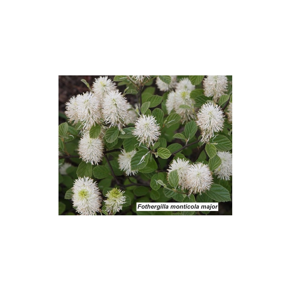 Fothergilla monticola major