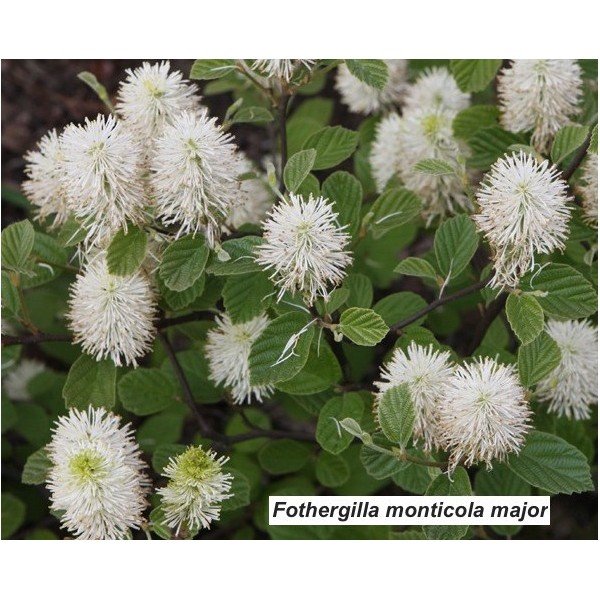 Fothergilla monticola major