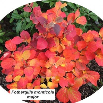 Fothergilla monticola major