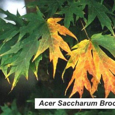 Acer Saccharum brocade
