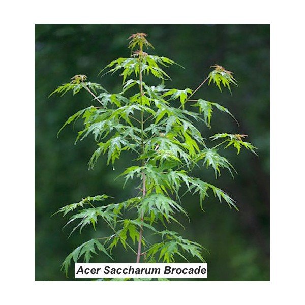 Acer Saccharum brocade