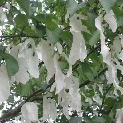 Davidia involucrata Sonoma (Fiorisce subito)