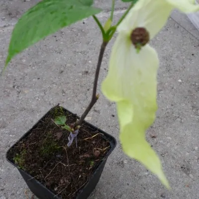 Davidia involucrata Sonoma (Fiorisce subito)