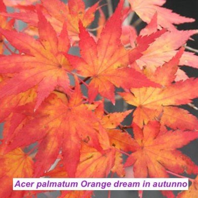 Acer palmatum Orange Dream