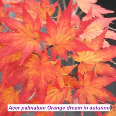 Acer palmatum Orange Dream...