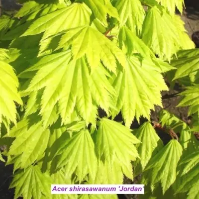 Acer palmatum Shirasawanum...