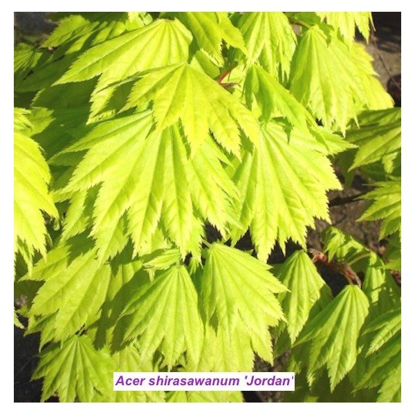 Acer palmatum Shirasawanum...