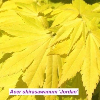 Acer palmatum Shirasawanum...