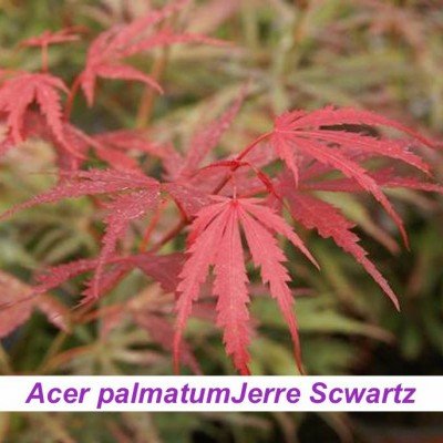 Acer palmatum Jerre Scwartz