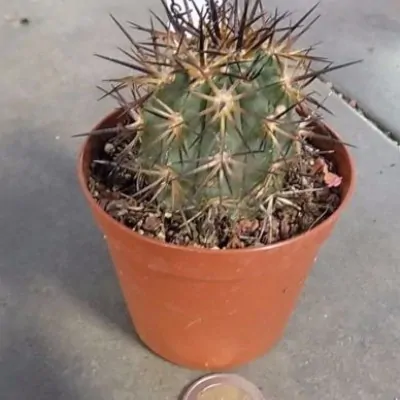 Copiapoa Echinata cm.5H6