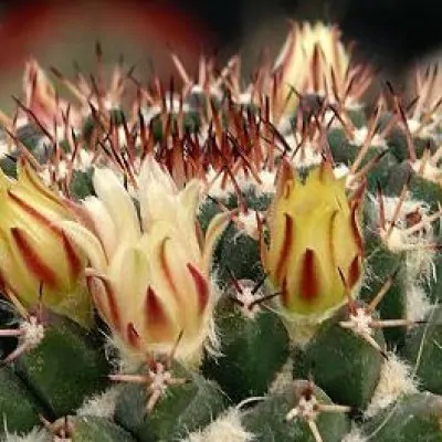 Mammillaria Eichlamii