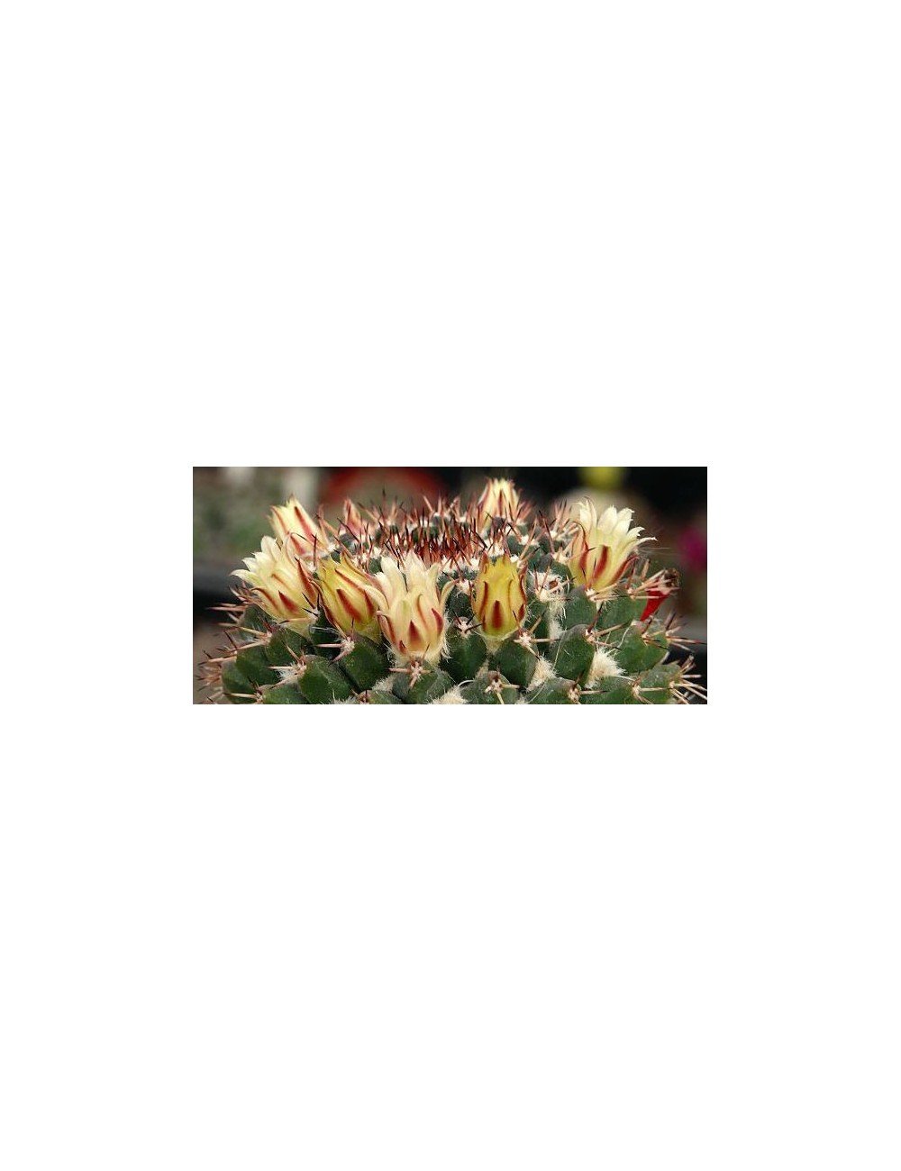 Mammillaria Voburnensis subs.Eichlamii cm. 8 H. 6