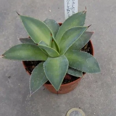 Agave Guadalajarana x colimana