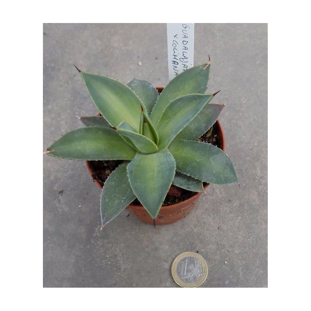 Agave Guadalajarana x colimana