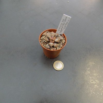 Titanopsis hugo schlechteri ne kliprand
