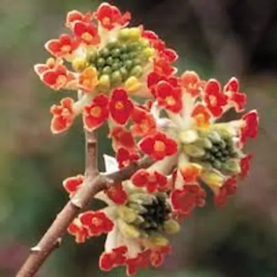 Edgeworthia Red Dragon