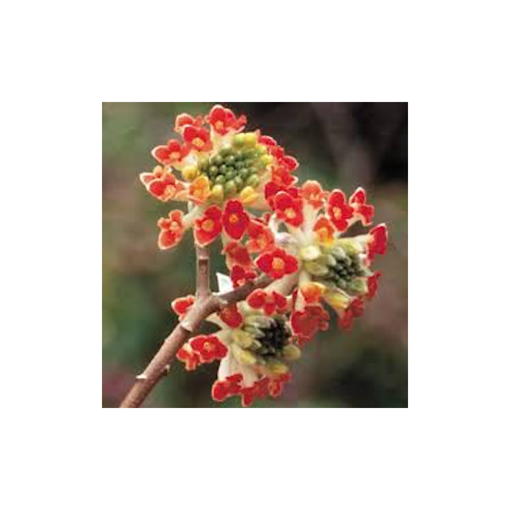 Edgeworthia crysantha Red Dragon