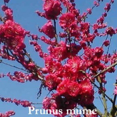 Prunus mume alphandii