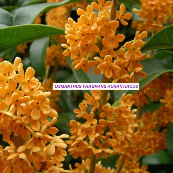 OSMANTHUS FRAGRANS AURANTIACUS vase 7/9