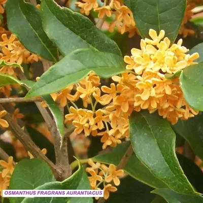 OSMANTHUS FRAGRANS AURANTIACUS vase 7/9