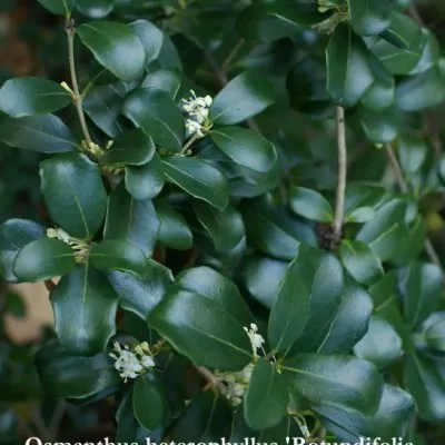 Osmanthus heterophyllus 'Rotundifolia